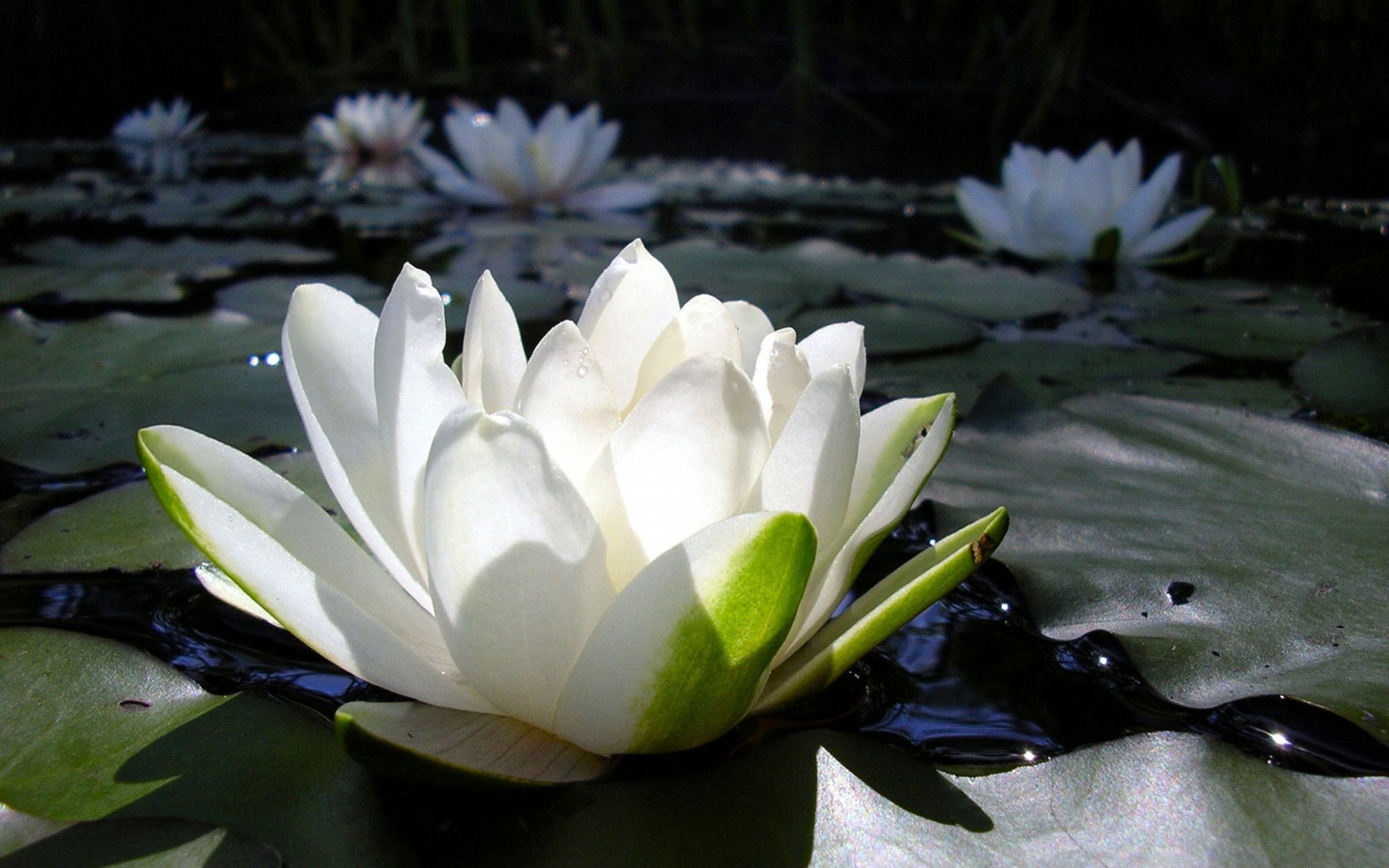 lotus-photo1